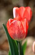 Image result for Red Stripped Tulip