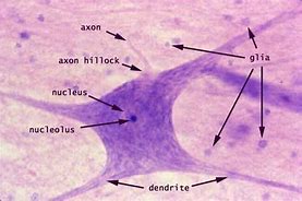 Image result for Axon of Motor Neuron Microscope