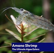 Image result for Amano Shrimp Anatomy