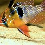 Image result for Apistogramma Ramirezi