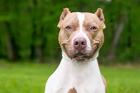 Image result for Pit Bull Natural Ears