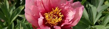 Image result for Paeonia itoh Yellow Doodle Dandy