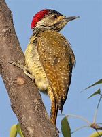 Image result for Campethera punctuligera