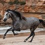 Image result for Andalusian Horse Colors