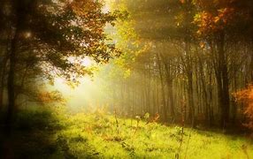 Image result for Sunshine Throuogh Trees