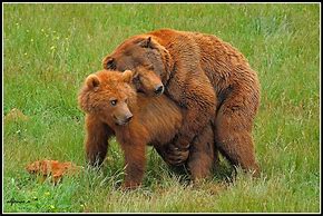 Image result for Abrazo De Oso