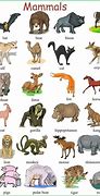 Image result for Different Animals