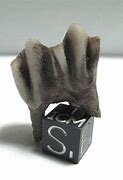 Image result for Deer Molar Tooth