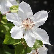 Image result for Clematis Faun