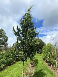 Image result for Quercus hispanica Wageningen
