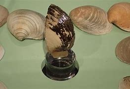 Image result for Old Clams