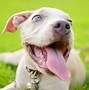 Image result for Long Nose Pitbull