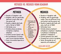 Image result for Similarites and Differences of Mitosis and Meiosis