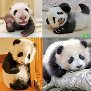 Image result for Giant Panda Bear Cute