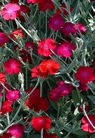 Image result for Pictures of Rose Campion