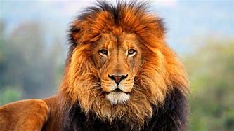 Image result for Colorful Lion