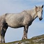 Image result for Wild Rare Horse Breeds