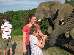 Image result for Zookeeper Feeding the Animals Elephant