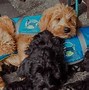 Image result for Unbox Therapy Dog