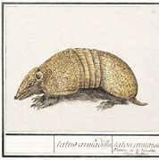 Image result for Image Spooky Armadillo