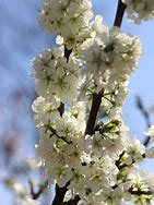 Image result for Prunus avium Sylvia