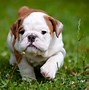 Image result for Cute Puppies Small Dog