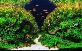 Aquascape 的图像结果