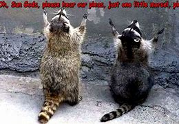 Image result for Animal Humor Raccoon Funny