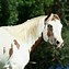 Image result for American Paint Mustang Horse