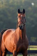 Image result for American Thoroughbred Horse
