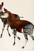 Image result for African Unicorn Okapi