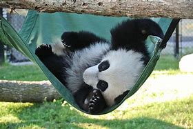 Image result for Panda at Zoo