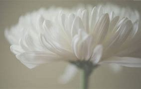 Image result for iPad Mini Retina Display Wallpaper Flower