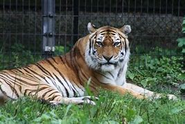 Image result for Siberian Tiger Dead