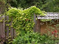 Image result for Vines That Climb Trees