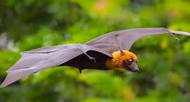 Image result for Fruit Bat Forest