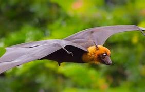 Image result for Fruit Bats of the Pteropodidae Family