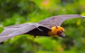 Image result for Fruit Bat Icon