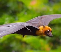 Image result for House Fruit Bat