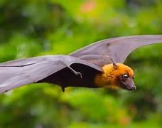 Image result for Rare White Fruit Bat