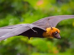 Image result for Banana Bat Species