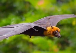 Image result for Red Fruit Bat