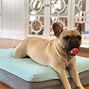 Image result for Dog Bed Size Chart