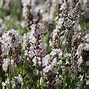 Image result for Lavandula angustifolia Loddon Pink