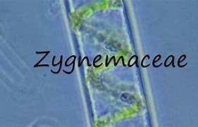Image result for co_to_znaczy_zygnemaceae