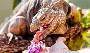 Image result for Iguana Eating