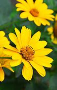 Image result for Soft Summer Yellow S