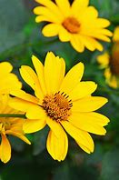 Image result for Yellow Flower with White Background