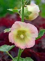 Image result for Alcea rosea new york scallop