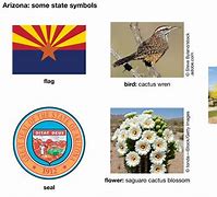 Image result for Arizona State Symbols